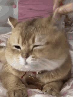 最难打理的猫咪排行,一只最难养的猫咪