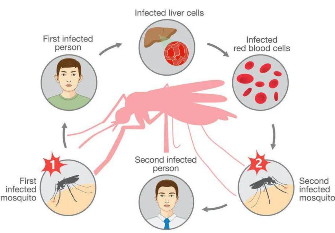 每年杀死人类最多的五种动物,每年杀人最多的六种动物