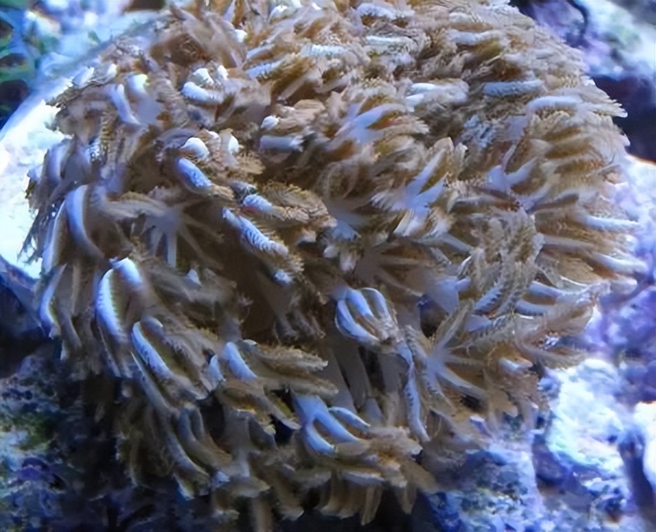 海水珊瑚缸鹦鹉螺,海水缸珊瑚视频大全