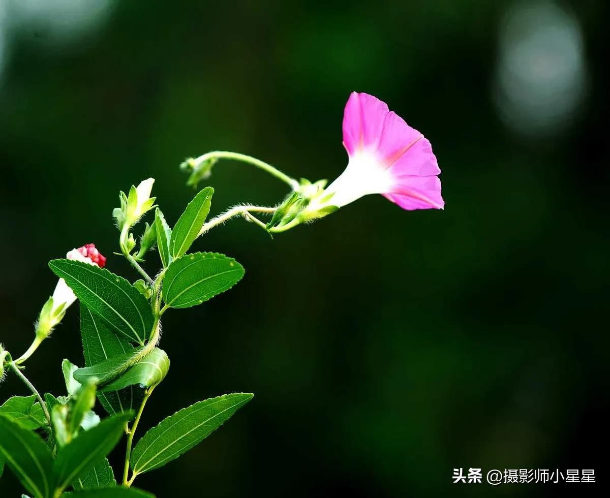 小小牵牛花鲜艳夺目,小小牵牛花教学