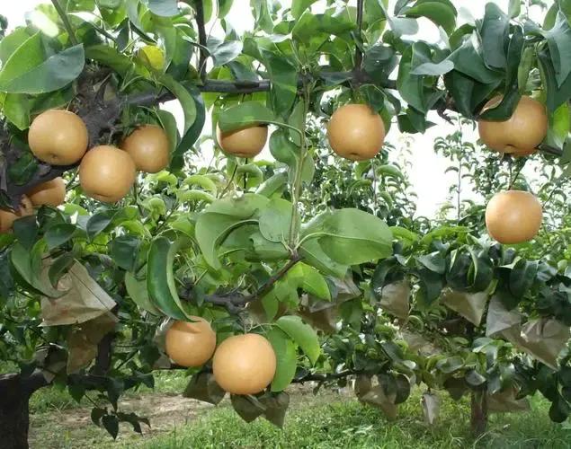 梨树会生的病以及治理方法,梨树斑点落叶病和褐斑病区别