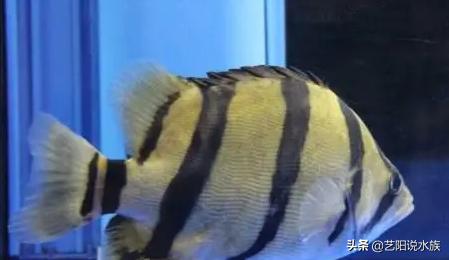 纯泰虎和虎鱼的区别,印尼虎鱼跟泰虎的区别在哪