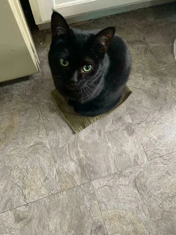 一对可爱猫咪照片,可爱小猫猫超萌照片戴头套