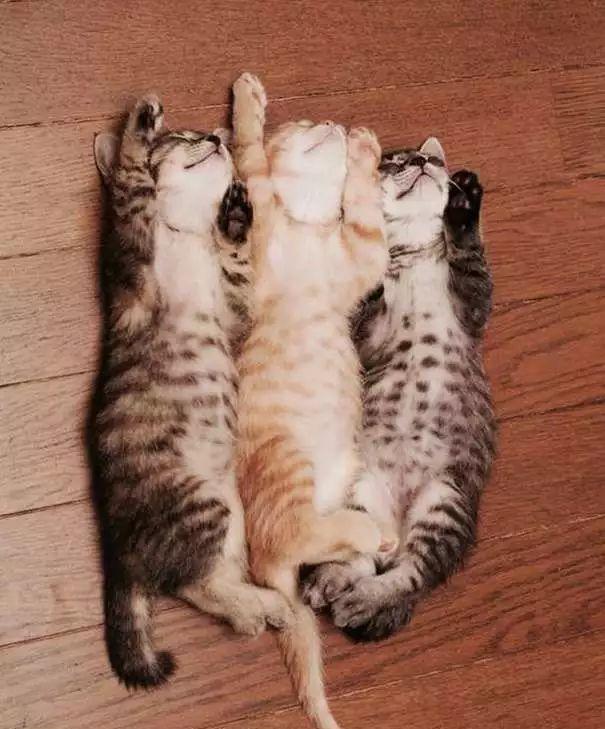 猫咪睡觉不同睡姿代表什么,猫咪头贴地背弓着睡姿代表什么