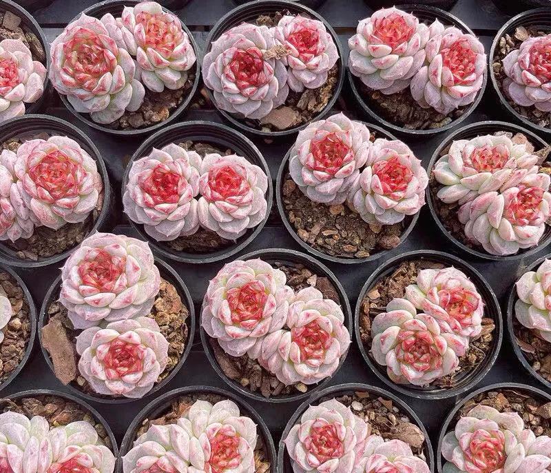 好看又度夏容易的多肉品种,油画棒绘画治愈系简单多肉葡萄