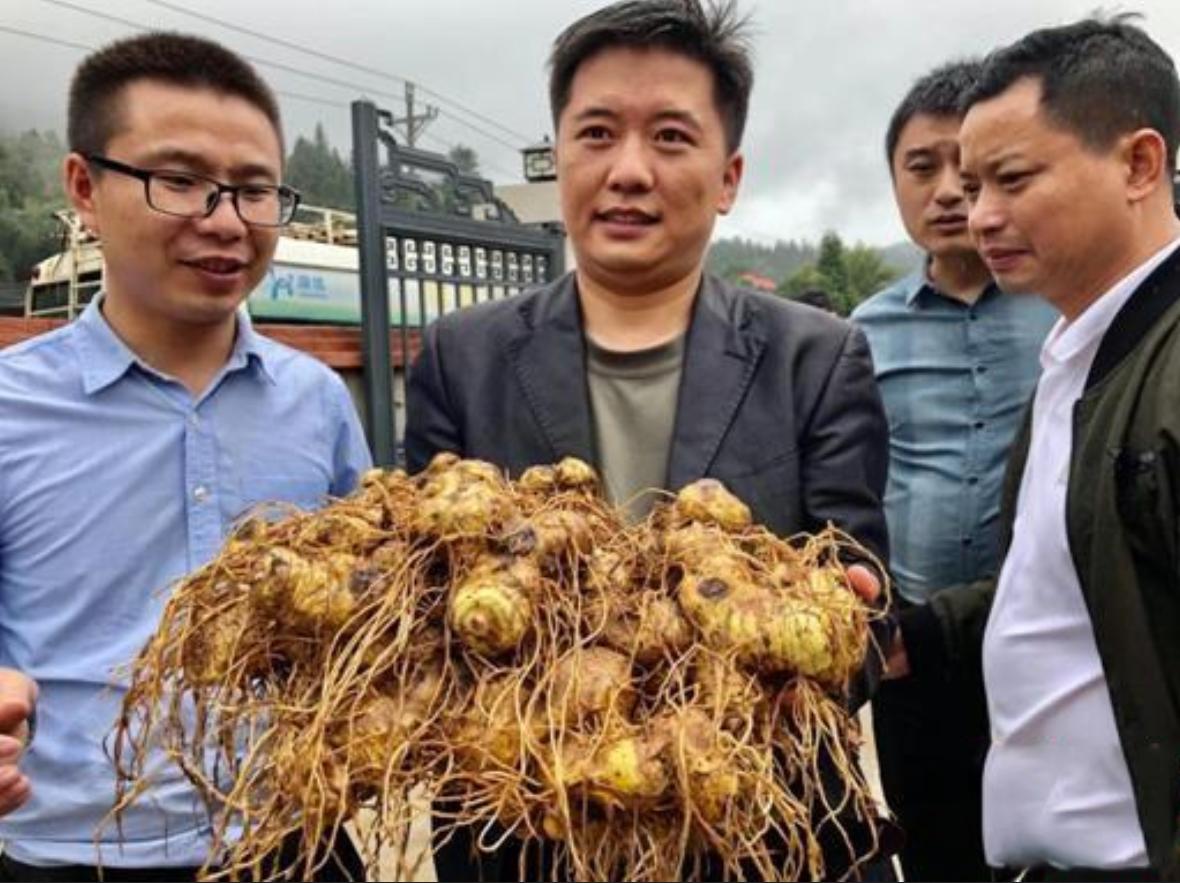 买这种野草一年赚200万 (一年赚200万的野草)