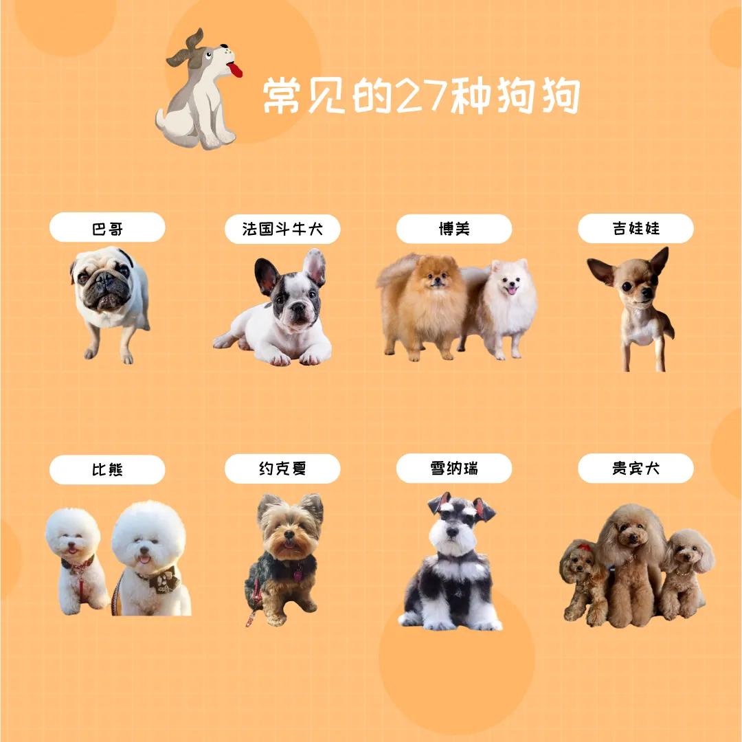 狗狗有哪些品种比较好看,十大最好养的狗狗是什么品种