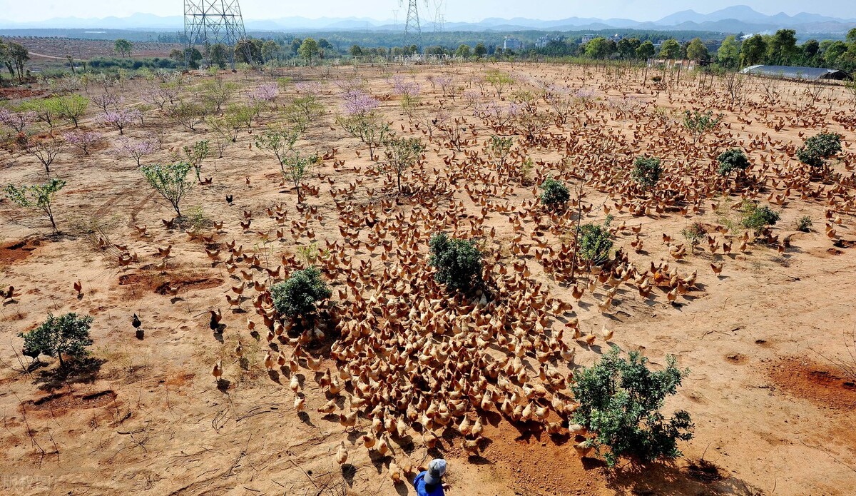 鸡细菌疾病,鸡各种寄生虫