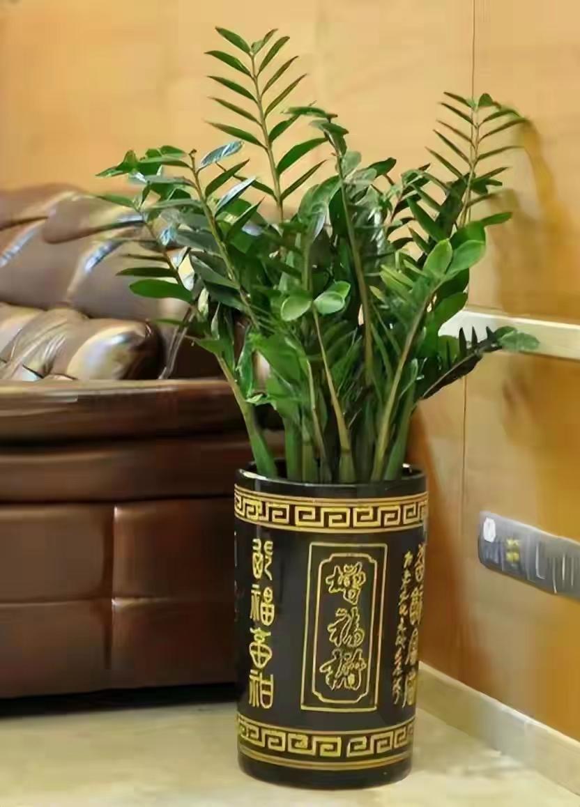 摆放客厅十种最旺气的花,家中客厅财位摆放什么最招财聚财