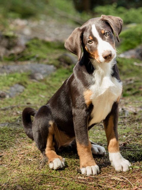 养十只小种母狗一年利润有多少,养十只母狗一年能赚多少钱