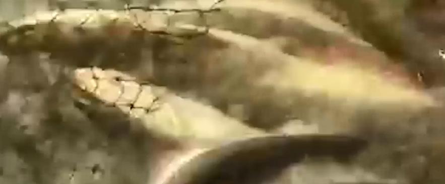 男子花20万买受伤鲶鱼,男子花20万买了一条受伤的鱼