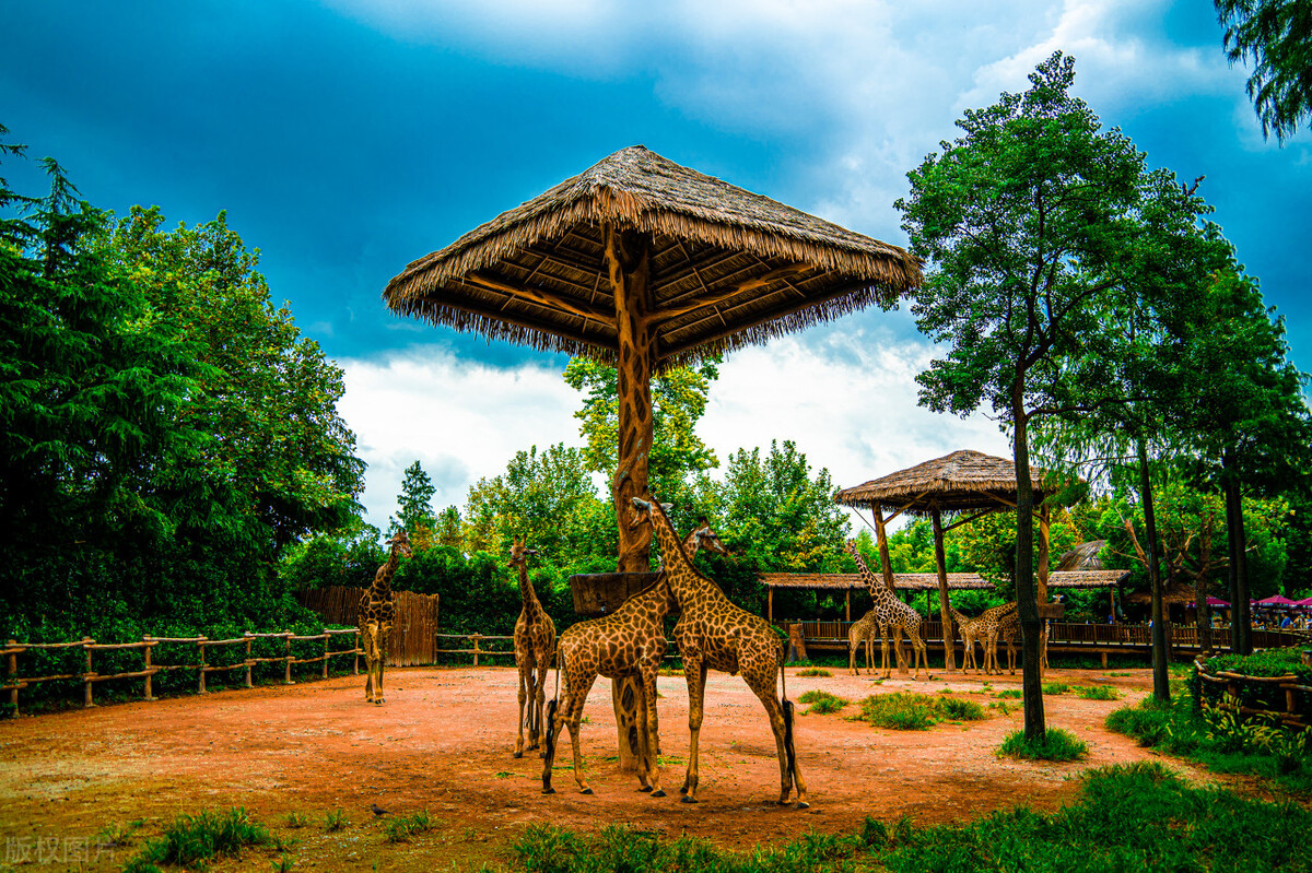 上海迪士尼乐园门票价格全部项目,上海环球金融中心观光厅门票价格