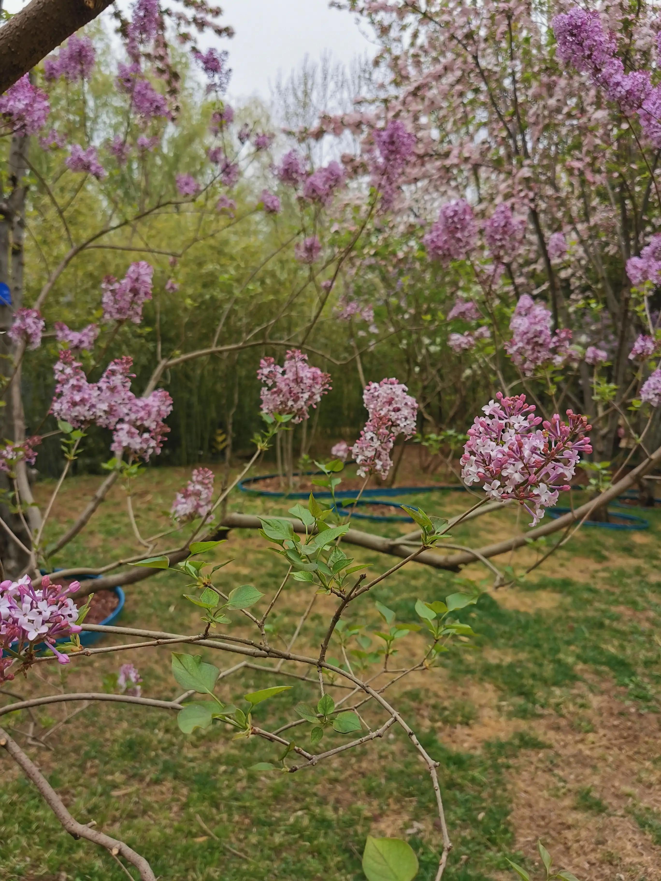 丁香结丁香花,丁香花和丁香结