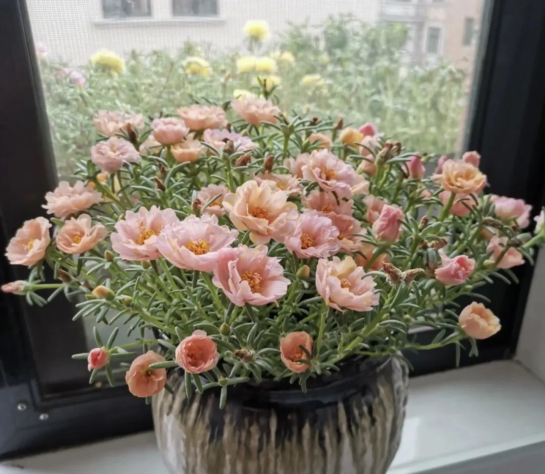 3种开花机器,四季开花机器哪种最好养