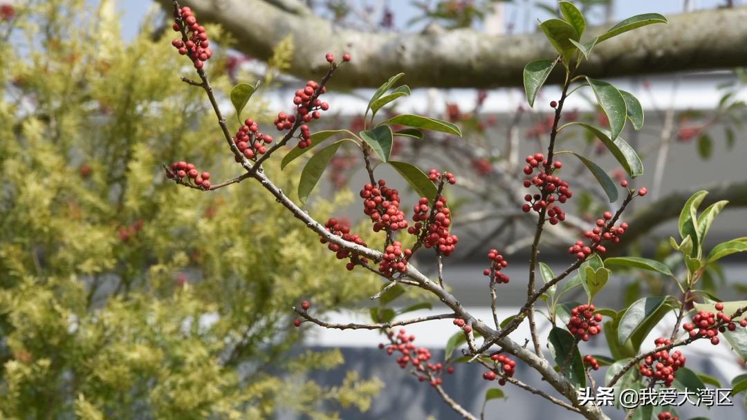 珠海春游赏花,珠海周边踏青景点