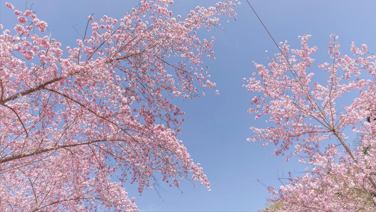 落樱时节优美句子,落樱的季节表达的情感