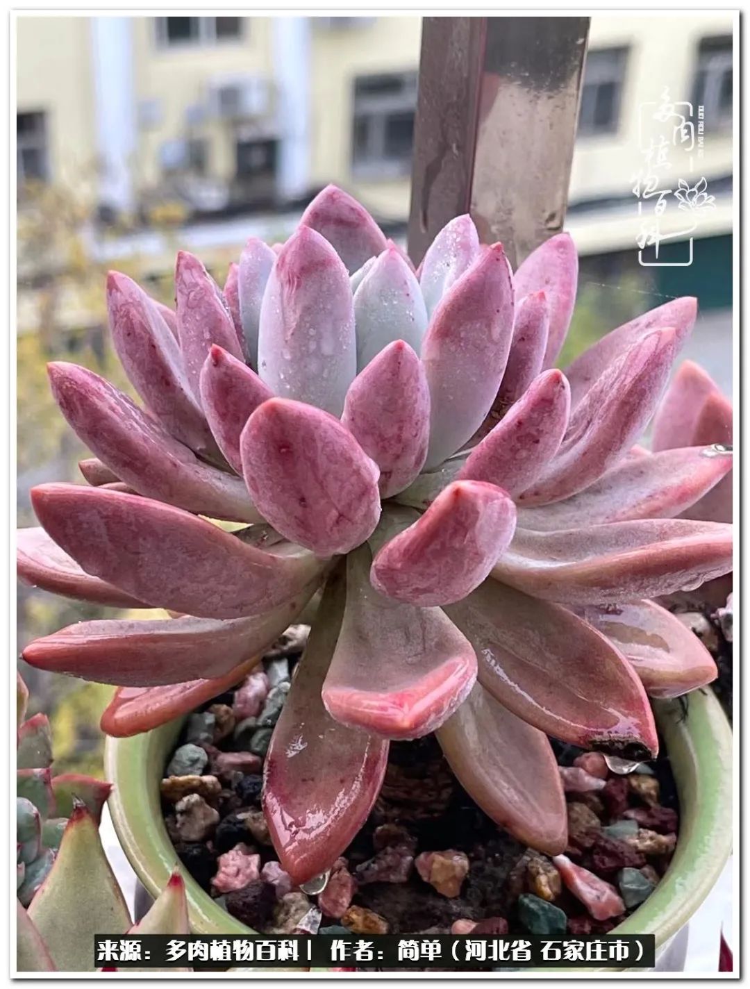 自从养了多肉以后视频,养多肉治愈生活中的疲惫和琐碎