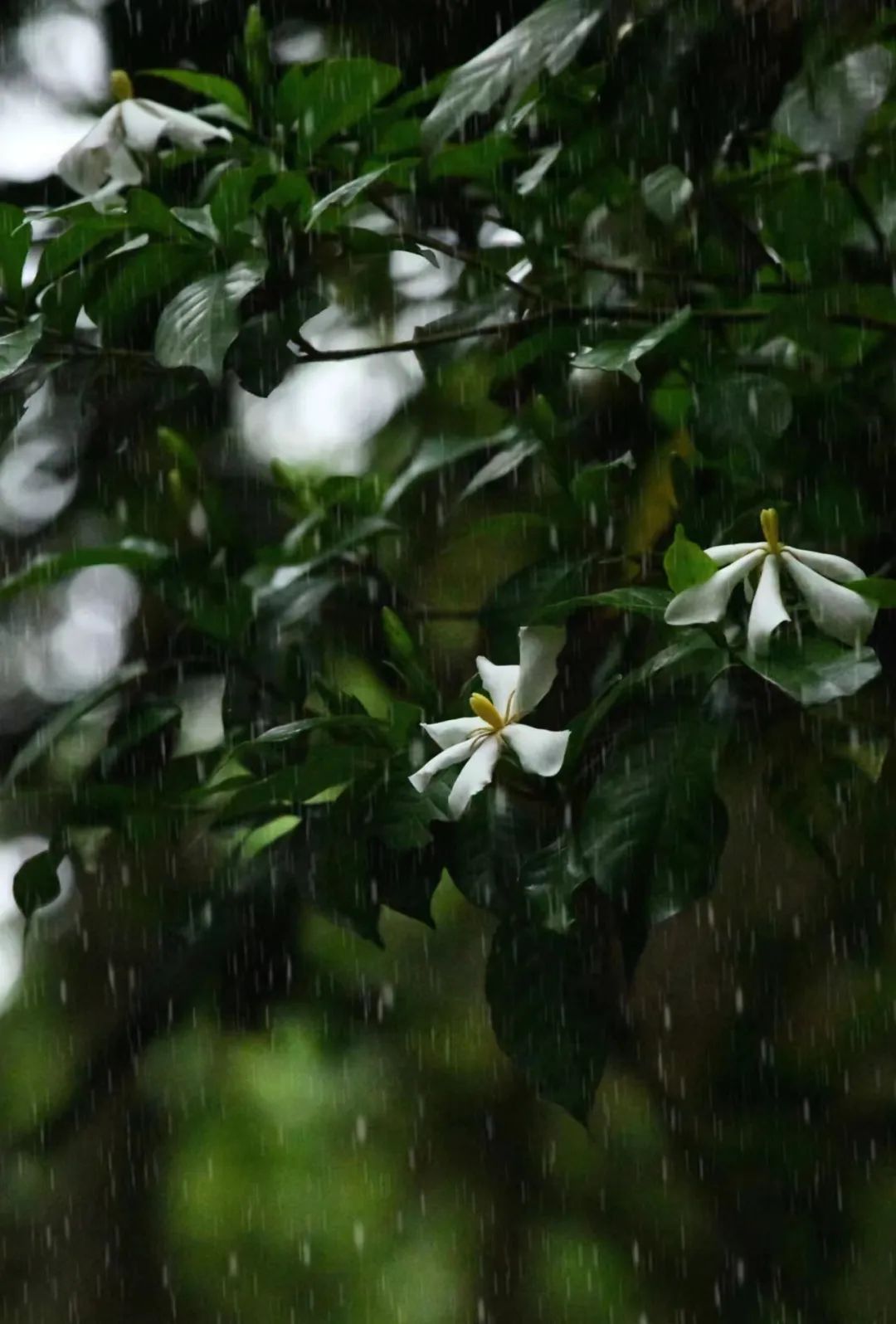 栀子：如月素净，如风清凉