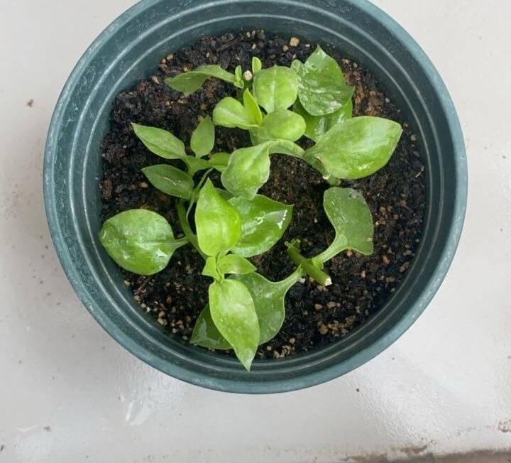 家里养的花怎么养才能旺,家庭养什么花好养不愿死