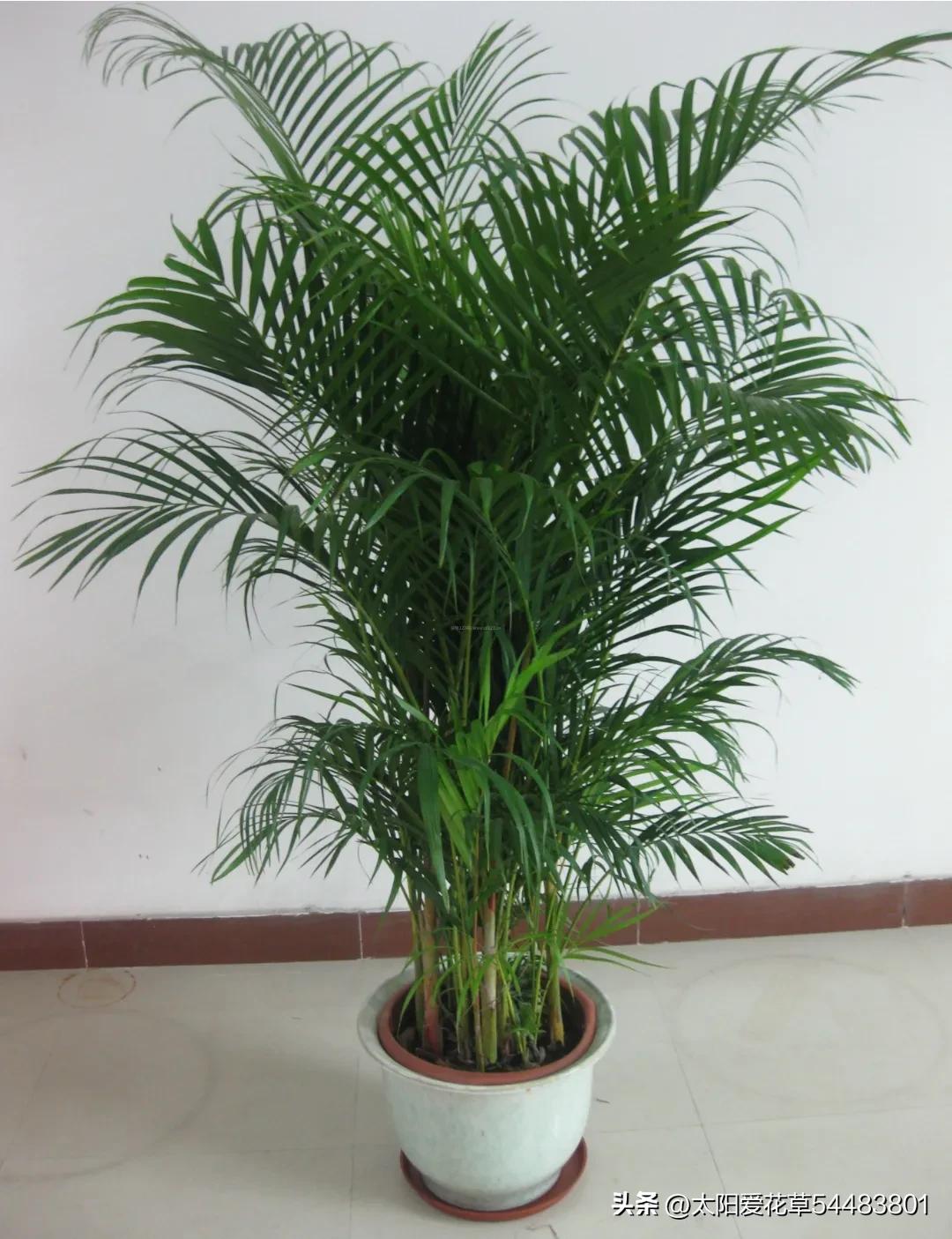 5种“大型盆栽”，寓意吉祥，客厅养一盆霸气十足，四季郁郁葱葱