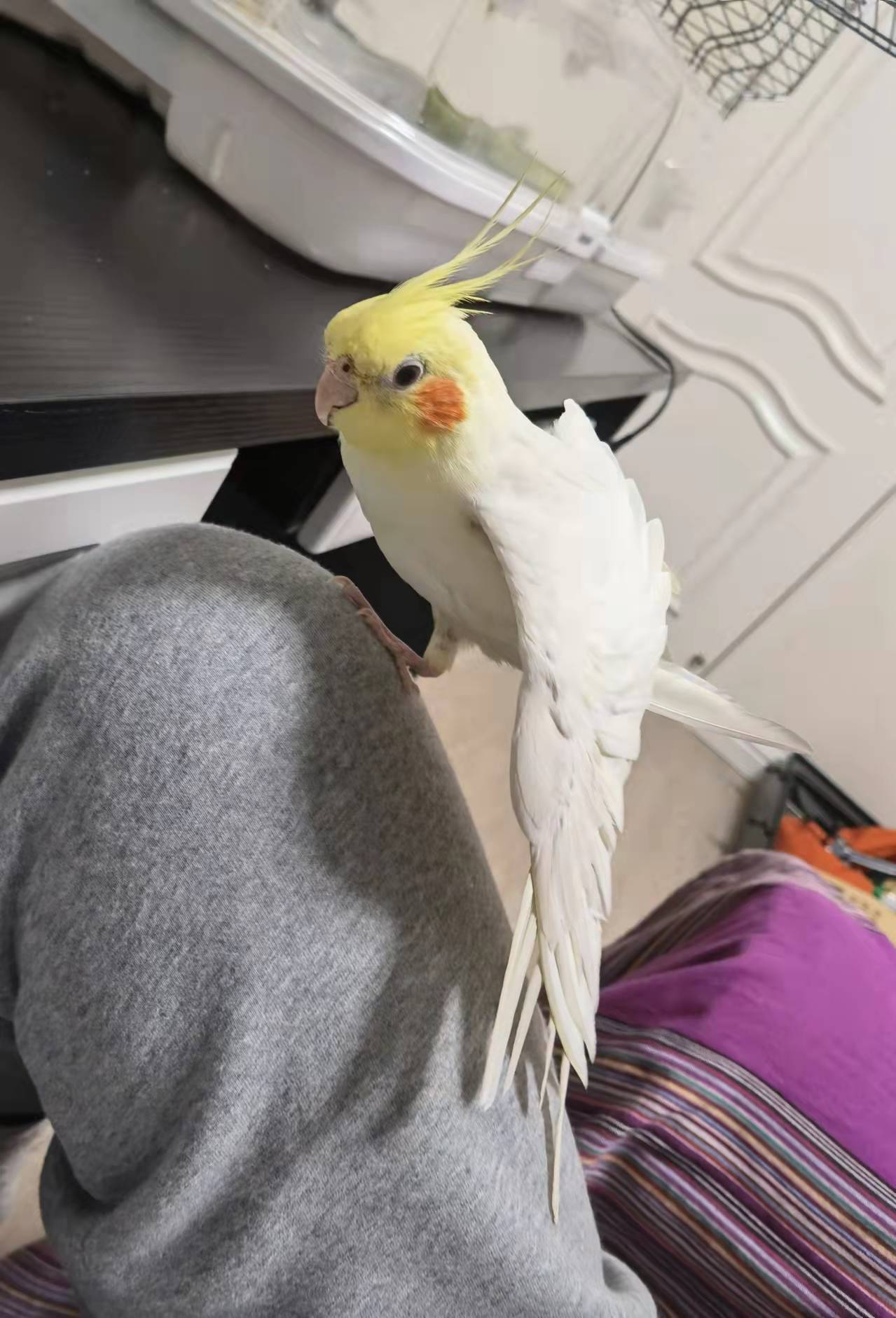 虎皮鹦鹉和玄凤鹦鹉哪个好养,玄凤鹦鹉能不能关在笼子里养