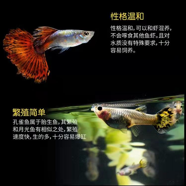 新手养观赏鱼全过程,新手养鱼入门基础教程小观赏鱼