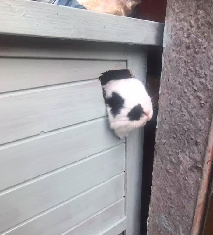 兔兔超可爱的真人照片,兔兔超可爱露脸照片