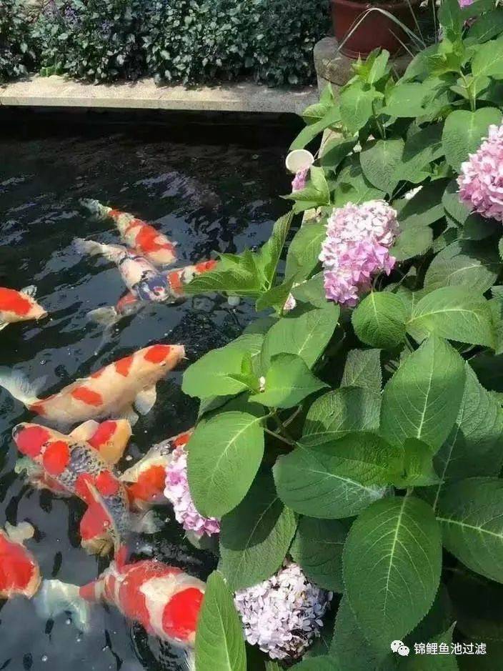 锦鲤尾巴长得慢怎么办视频,国产锦鲤为什么长得慢