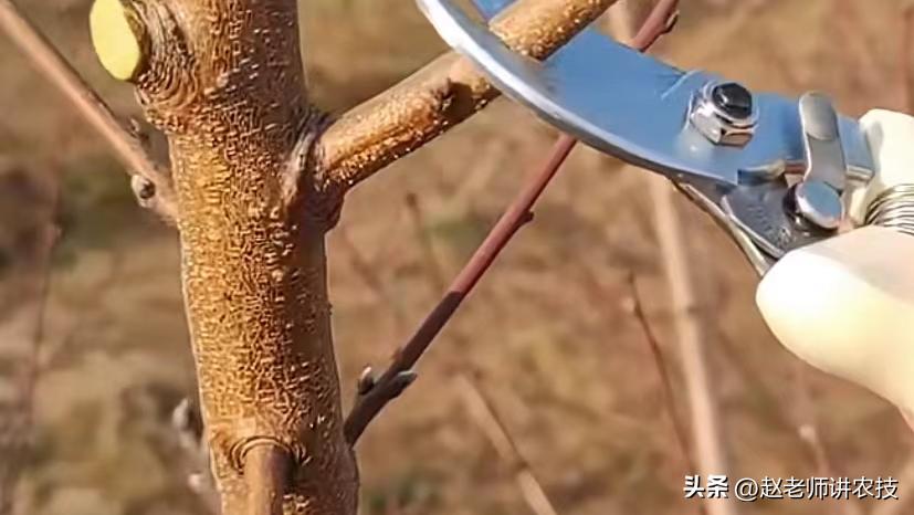 桃树修剪留桩危害有多大,老桩桃树修剪最新方法