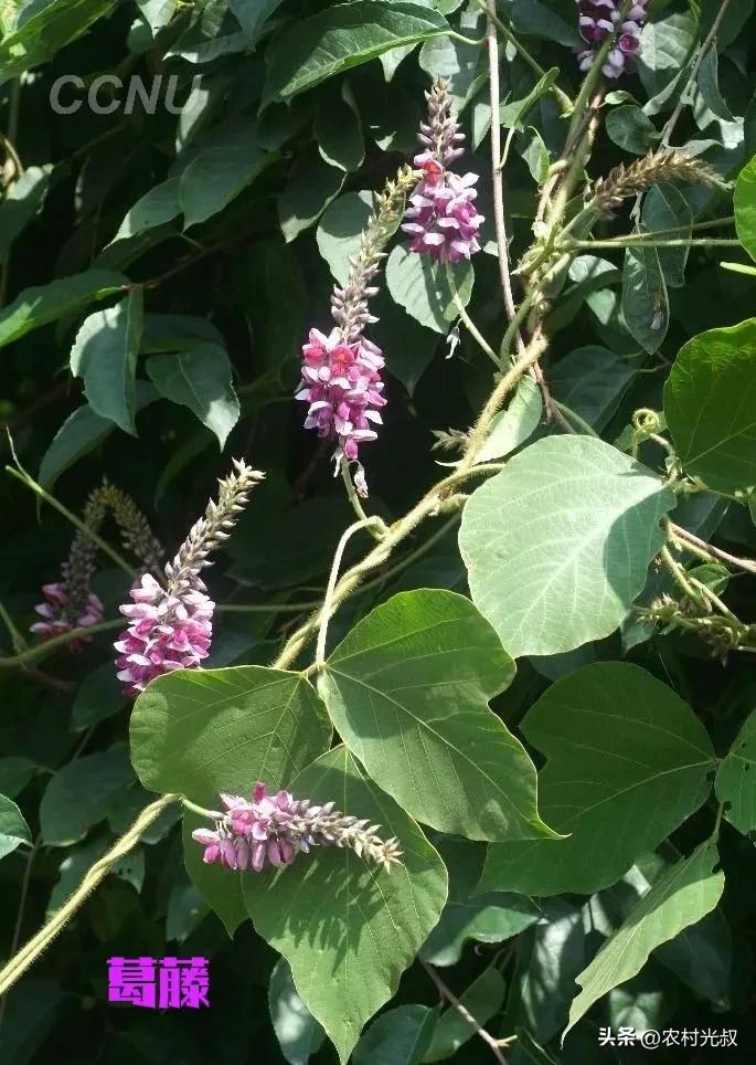 农村不起眼的东西有哪些可以卖钱,在农村有什么好的办法能发家致富