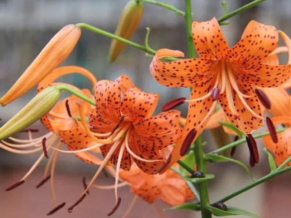 绽放的百合花,绽放的百合花32