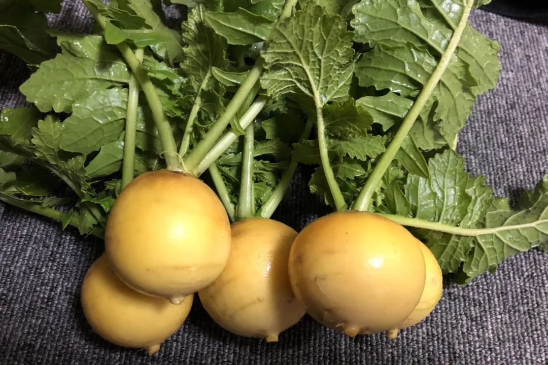 根类食物大全 (5种根菜类的食材)