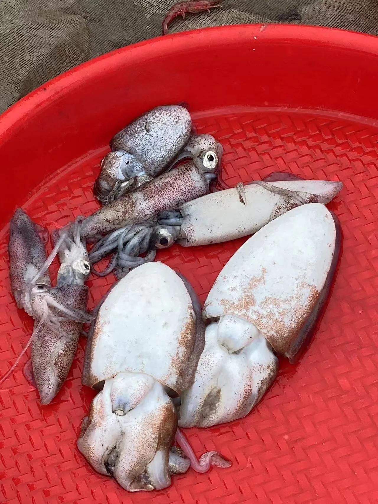 澄迈东水港渔码头,海南澄迈东水码头