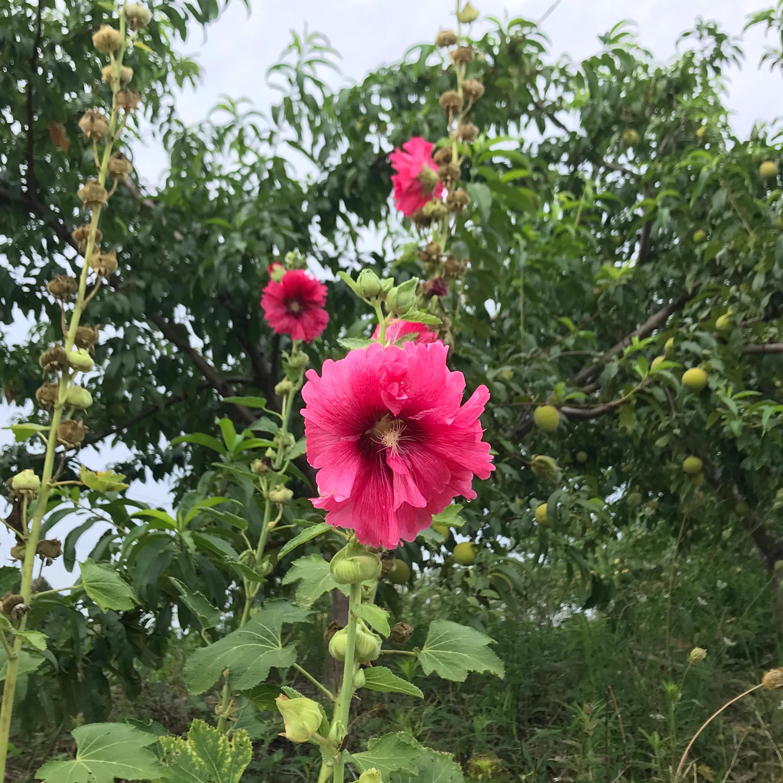 世外桃源山顶的隐居生活,山顶世外桃源