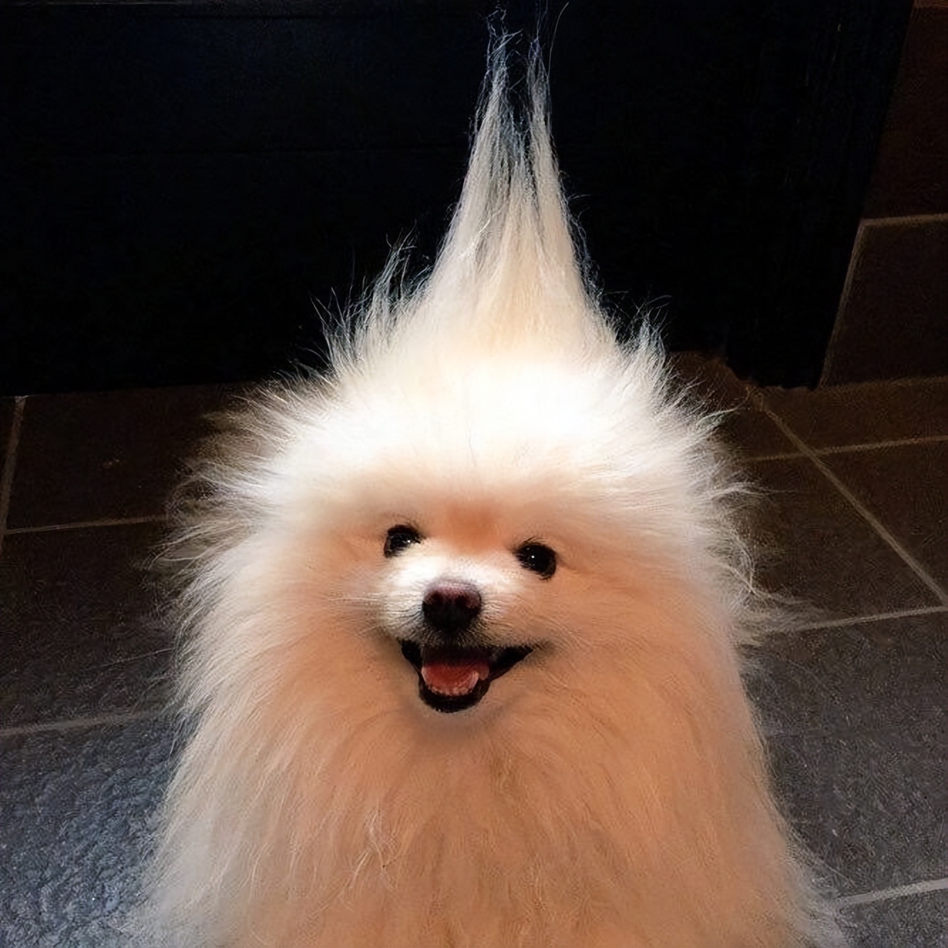 养狗首选这几种忠诚又好养,新手养狗建议养这几种好养又省事