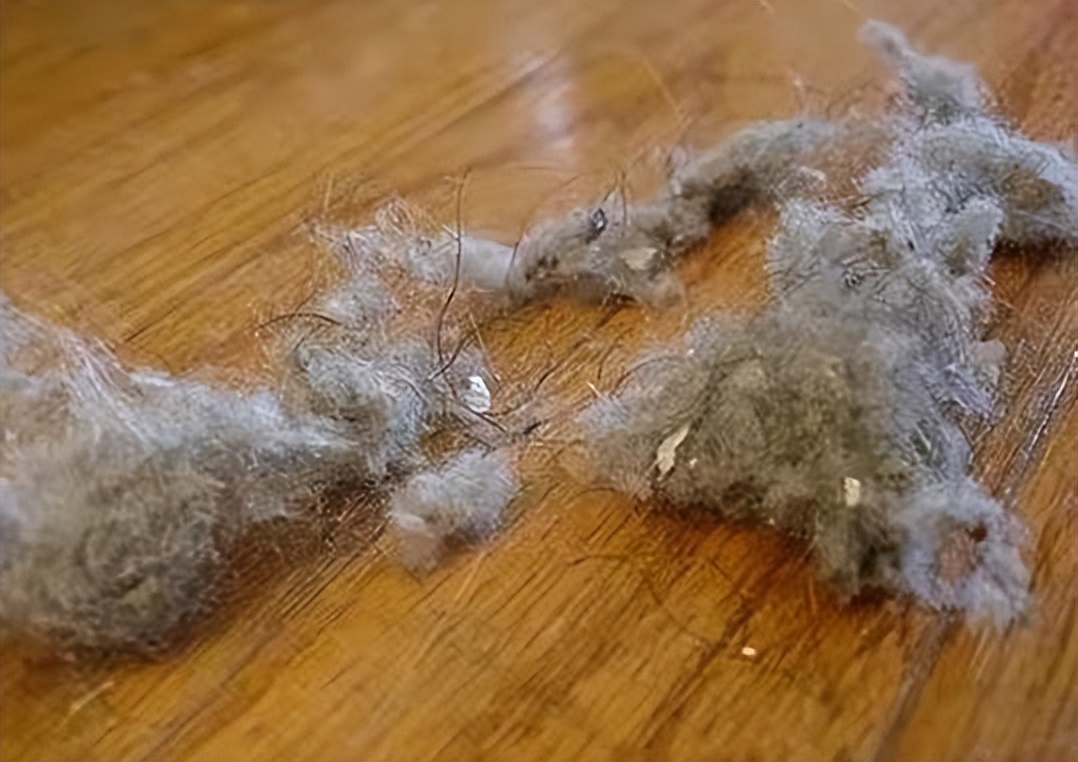 家里全是毛絮怎么去除,房间里老是有那种毛絮怎么处理啊