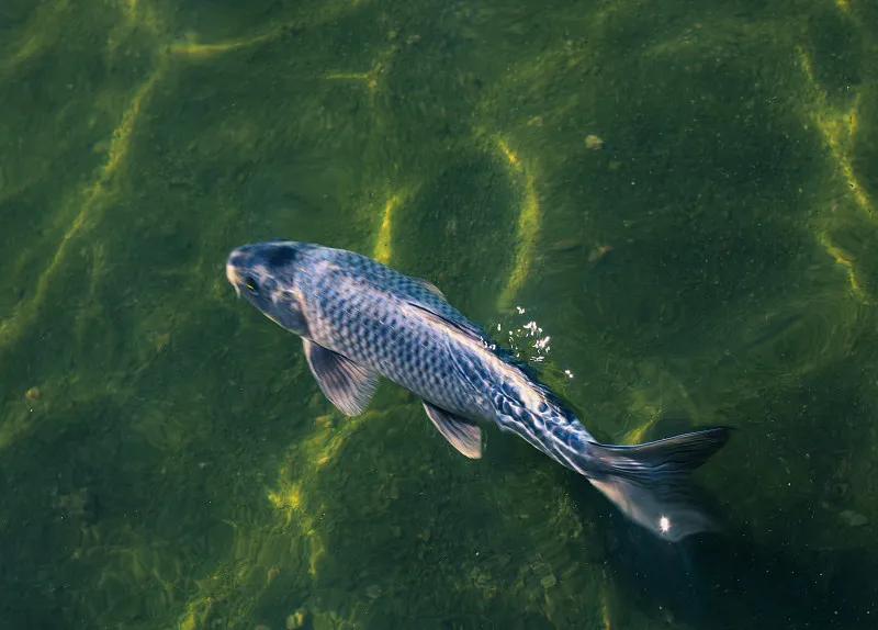 最好养的观赏鱼冷水鱼有哪些中型,冷水鱼有哪些观赏鱼比较好看