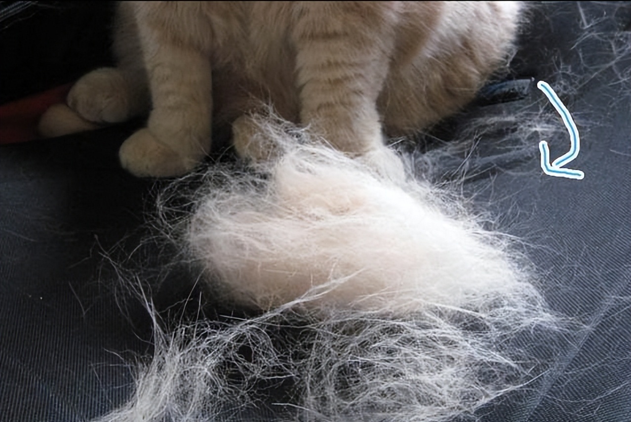 快速去除猫毛的办法,如何彻底消除猫毛
