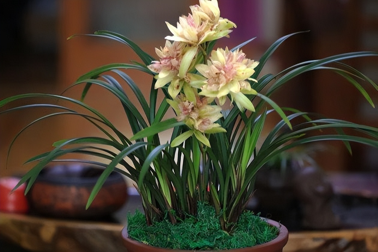 建兰奇花富贵花开,建兰什么品种花好看