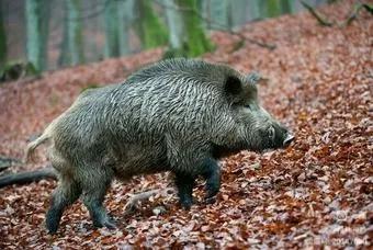 猎猪创作原声,军旅故事情节