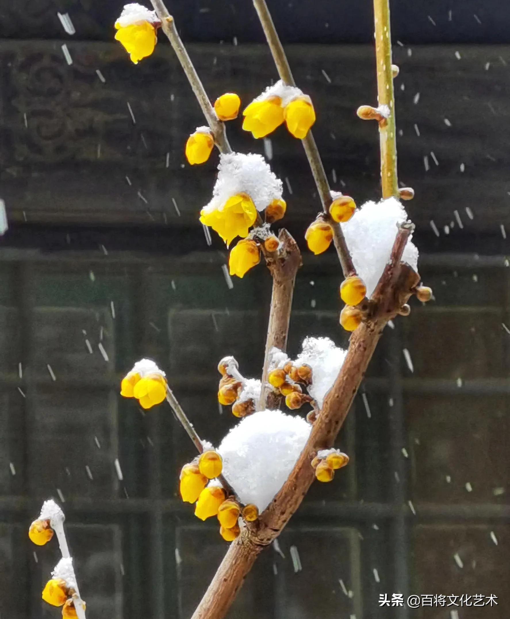 「百将文化」枝横碧玉天然瘦，恋破黄金分外香