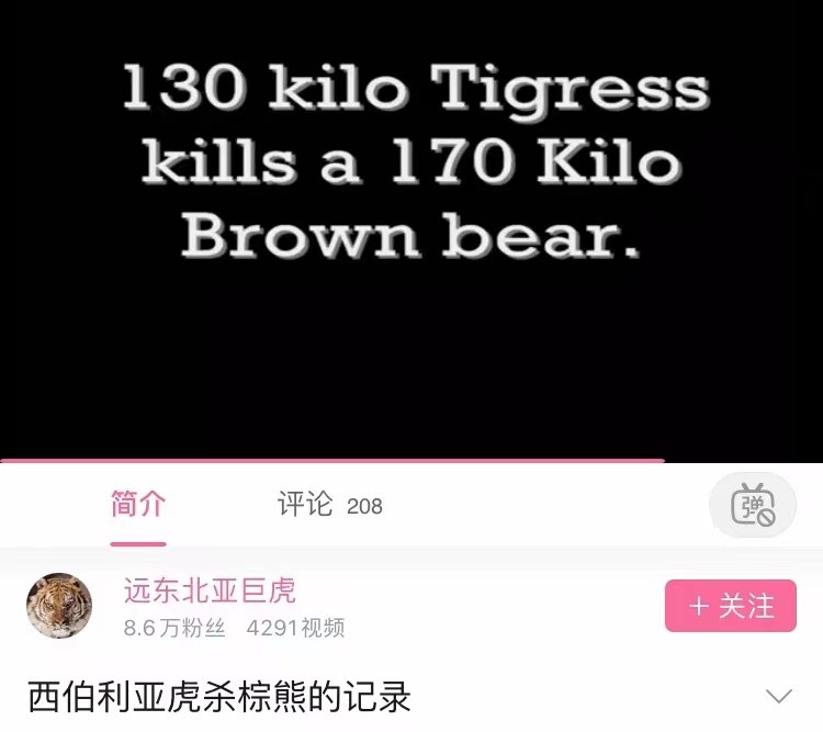 老虎和棕熊同等体重谁厉害,同等体型体重的老虎和狮子谁厉害