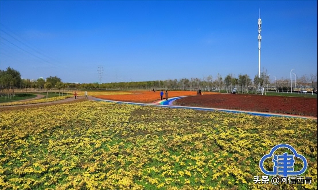 【津云镜头】空港七彩花田：深秋绽放格外鲜艳