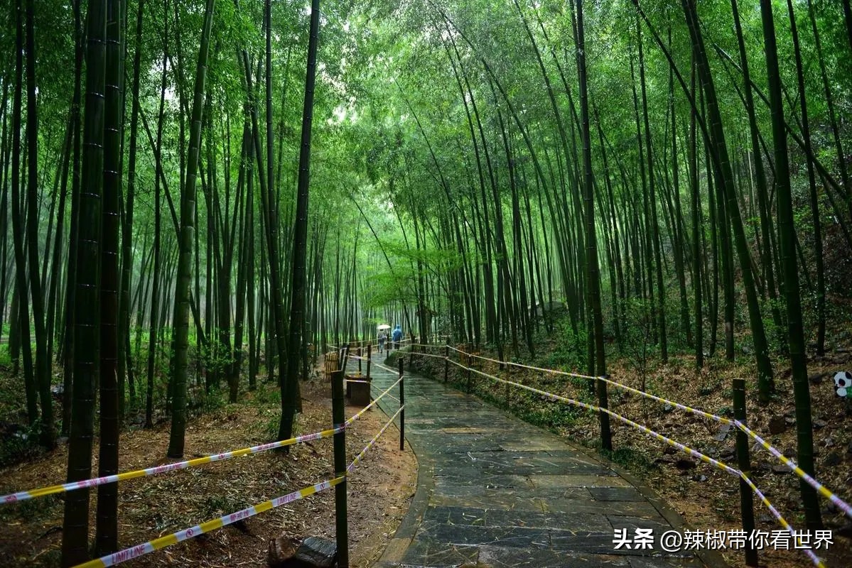 五月我在等你的美句,五月我在花海等你