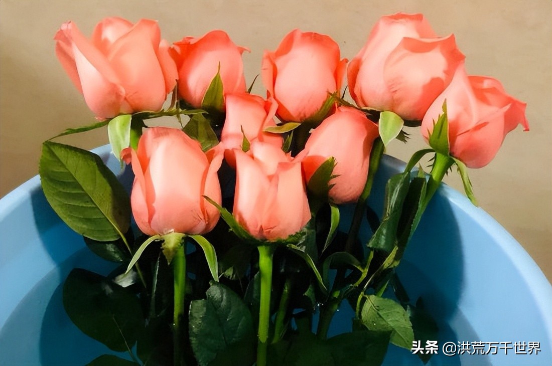 鲜花买回来后应该怎么养,向日葵鲜花收到后怎样醒花