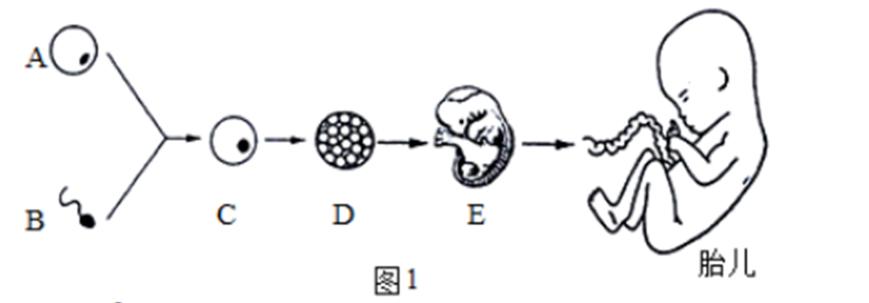 中考生物一轮复习专题训练七人的生殖发育