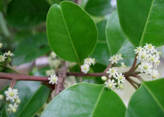 春天十种最美的花名字,花名带冬的有什么花