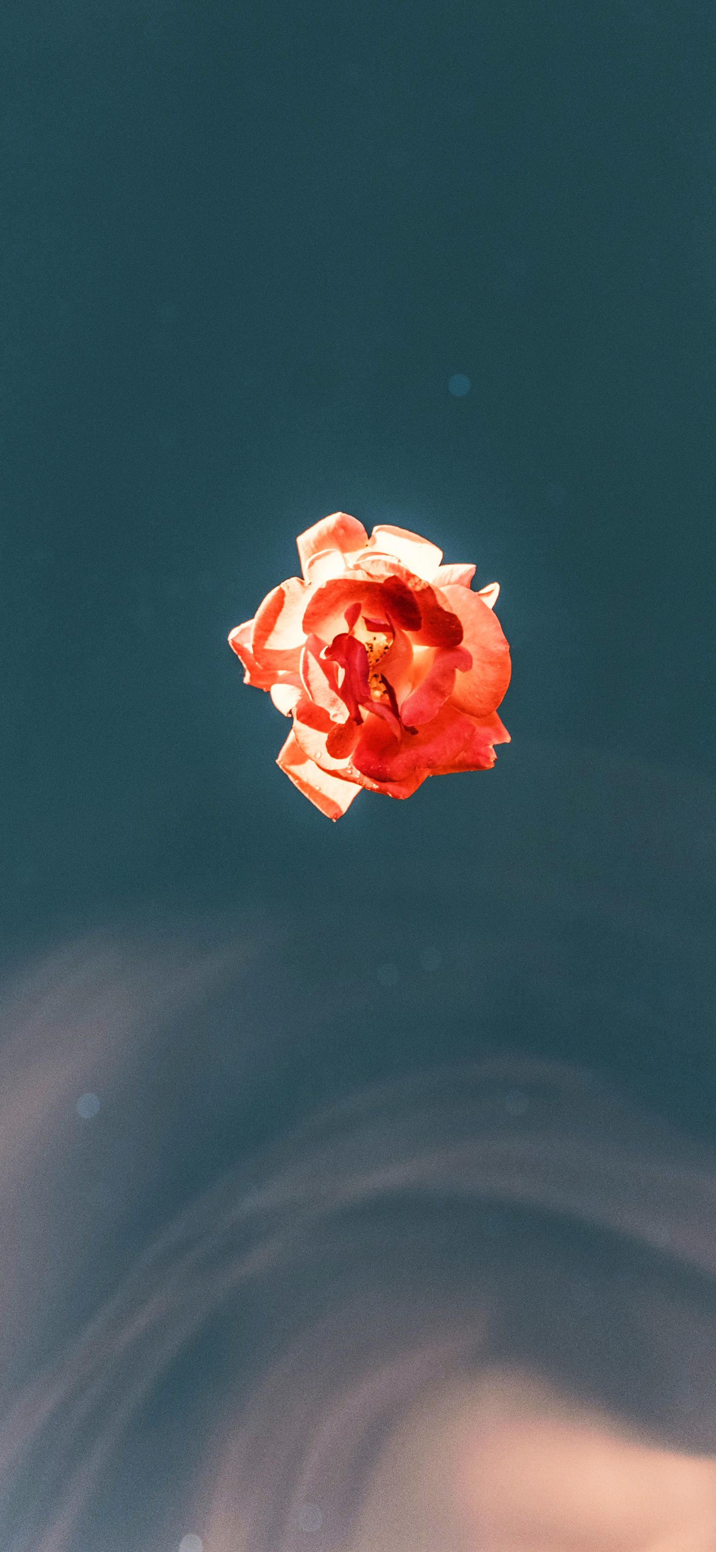 苹果专用壁纸全屏花,花图片壁纸高清全屏