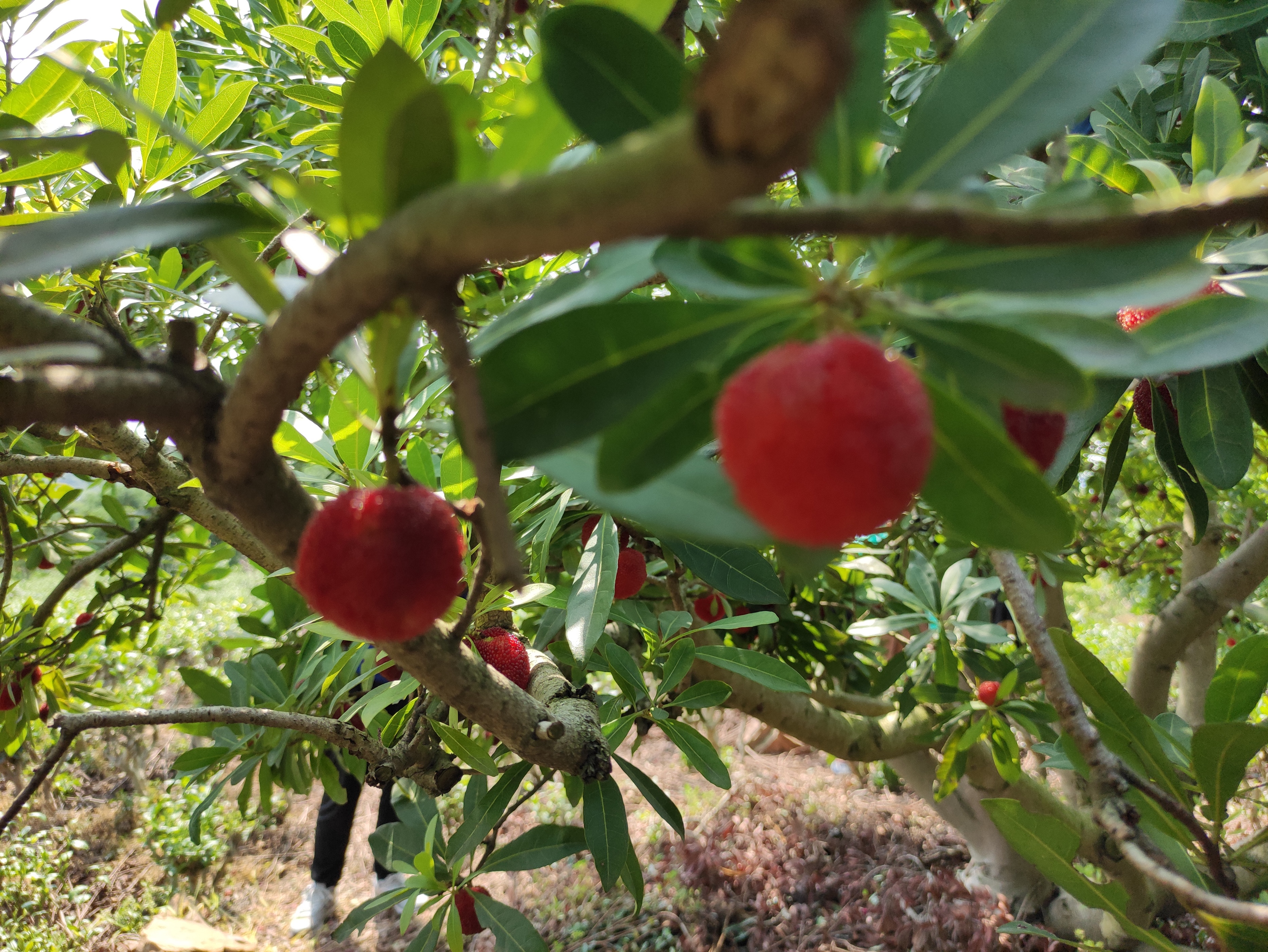 苏州东山杨梅几月份成熟,苏州东山杨梅还是西山杨梅好吃