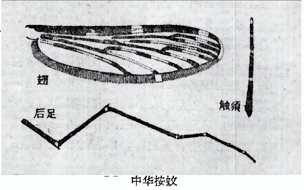 烟台蚊子几月份出现最多,烟台的蚊子有多大